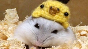 Жизнь хомячков смешное видео про ДЖУНГАРИКОВ! Хомки смешная озвучка