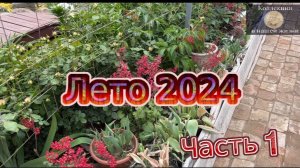 Лето на даче 2024 (1)