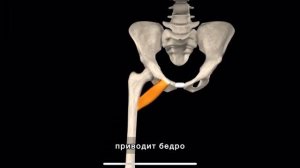 Гребенчатая мышца. 3d anatomy. MUSCLE MOTION