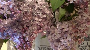Букет сирени  Что нужно сделать, чтобы он стоял долго