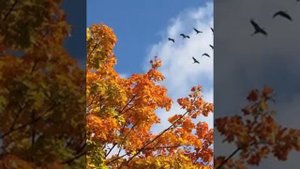 А дни летят, летят года.