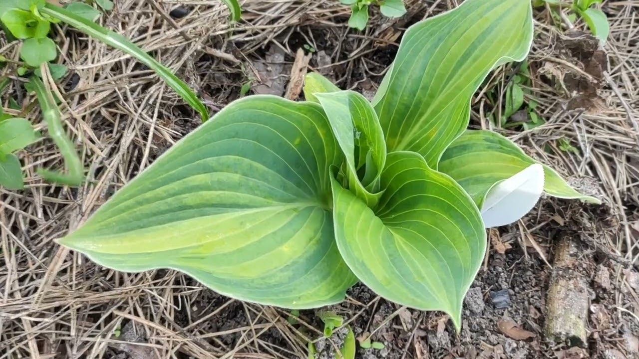 Дачная "болталка"...как перезимовали мои сеянцы хост...#hosta #изсемян #хоста #весна