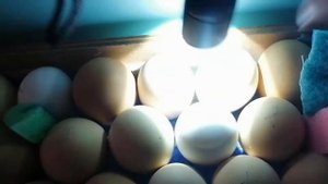 Инкубация яиц.. Процедура перед выводом цыплят. Часть 3.