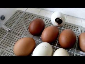 Следующий пошёл!  Вылуп  очередного Индийского Бегунка