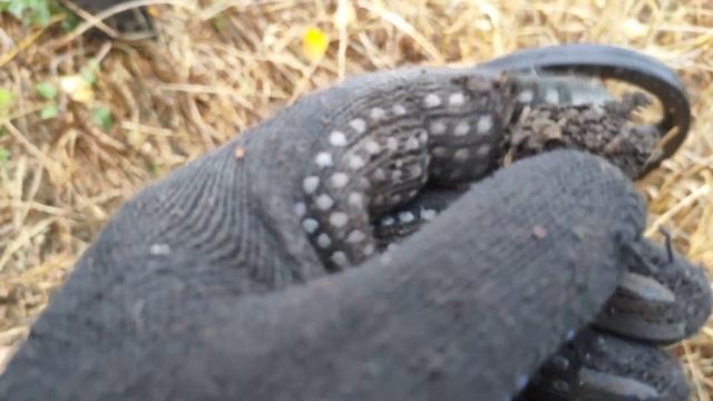 Долгожданный выезд! Поиск монет с Whites spectra V3i. #4 смотреть онлайн