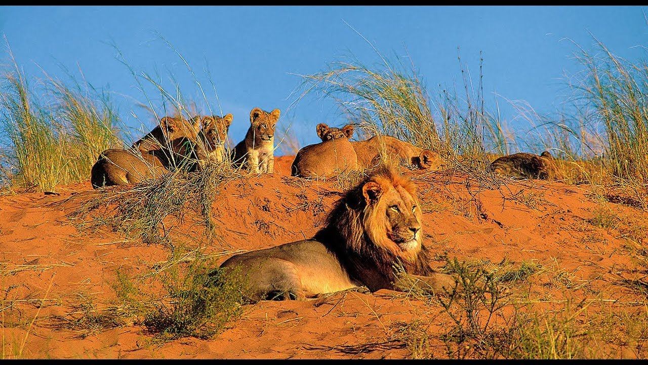 Namibia Conservation Safari Webinar: In the Realm of the Desert Lion - Wilderness Travel