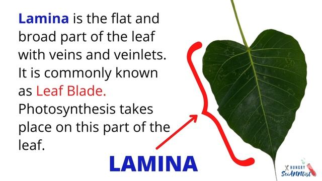 PARTS OF A LEAF | Leaf Parts and their Functions | Science Lesson смотреть онлайн