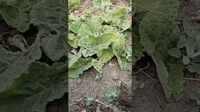 Царская копейка #коп #metaldetecting #металлоискатель #coin #metaldetector #поиск #коп #монеты