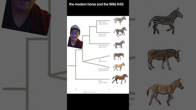 Hybridization is complicated