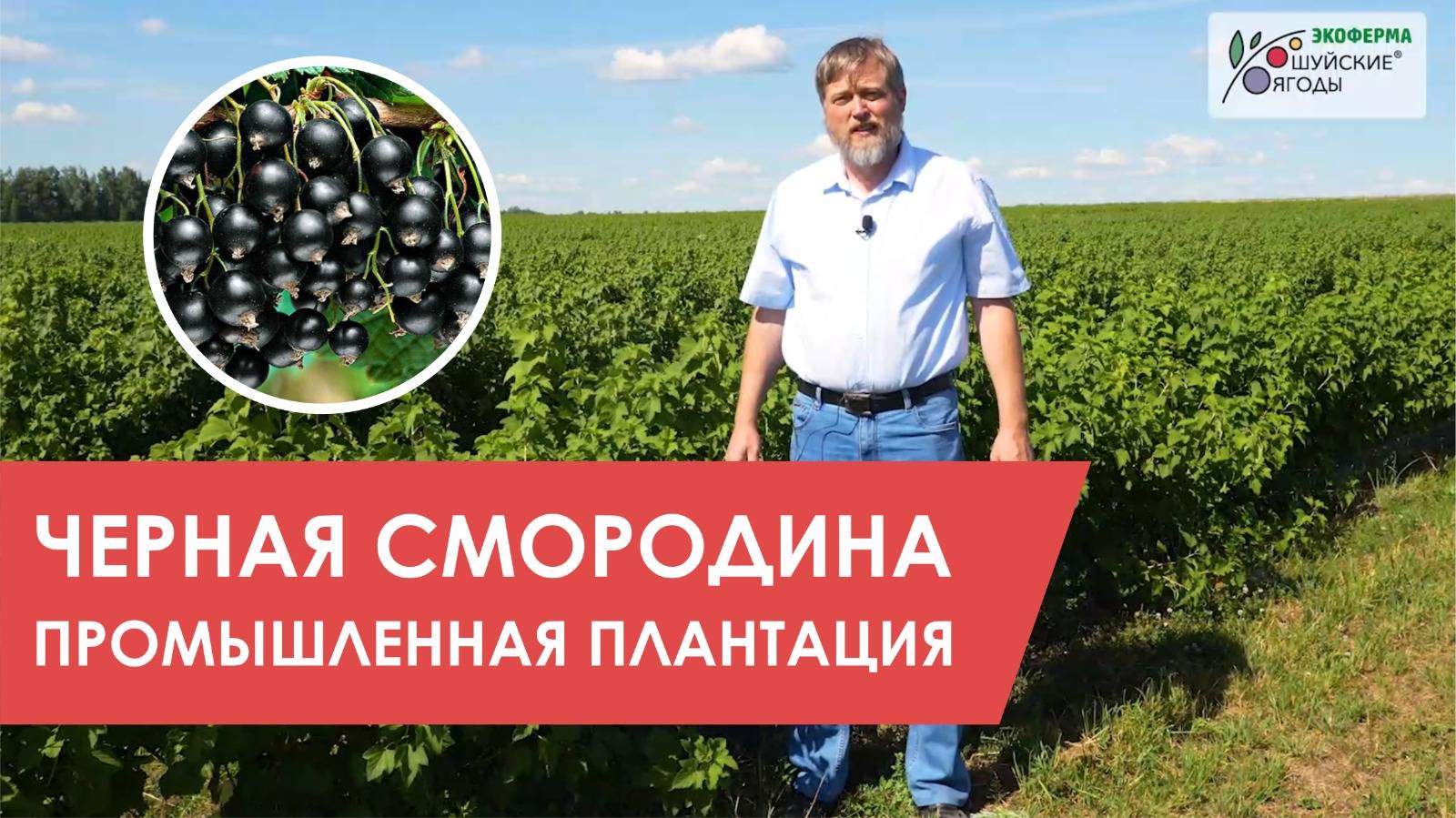 Черная смородина: промышленная плантация Экофермы "Шуйские ягоды"