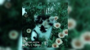 //пошлая Молли сонное царство//спать с тобой//♡*˖•.