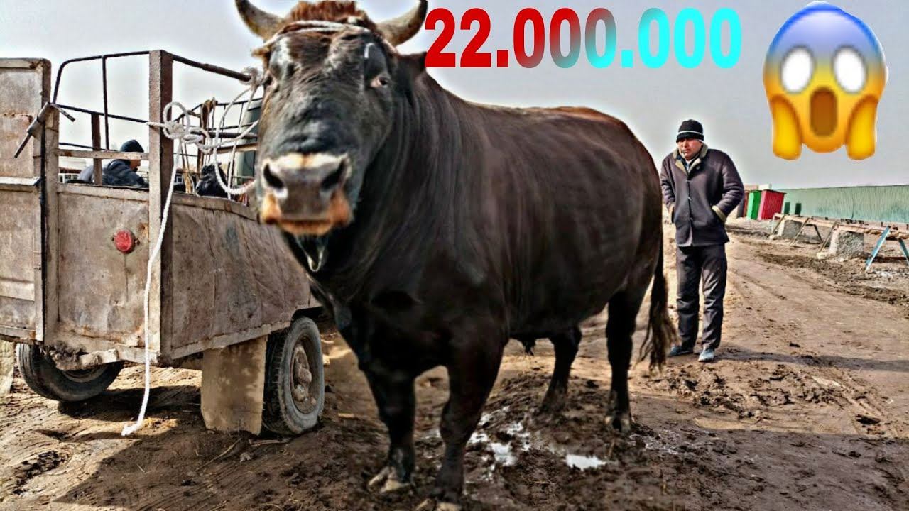Шымбай мал базар / мал базар 2022/ скотный рынок