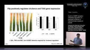 C. He - Cyclic di-GMP receptor-mediated regulation of bacterial..