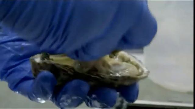 Bizarre Foods America with Andrew Zimmern - Safe Harbor Segment
