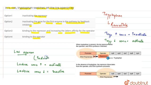 In E. coli, tryptophan switches off the trp operon by смотреть онлайн