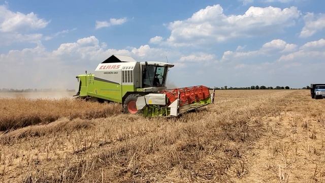 Работа комбайна клаас с приспособлением для уборки рапса смотреть онлайн