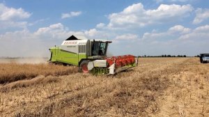 Работа комбайна клаас с приспособлением для уборки рапса