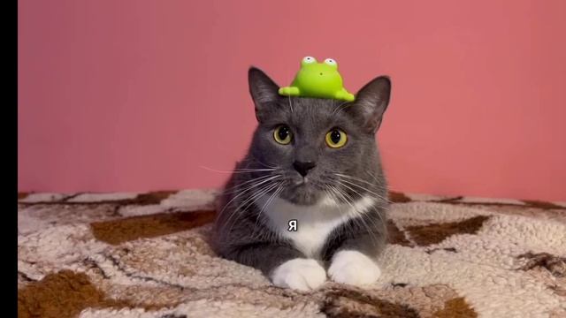 Канал котинет