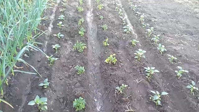 Лучший способ полива перца томатов и др если нет капельного полива