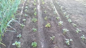 Лучший способ полива перца томатов и др если нет капельного полива