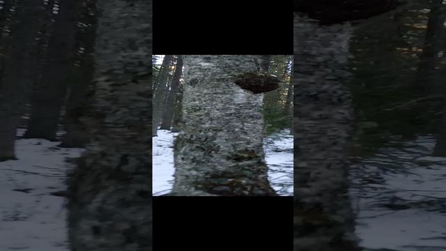 1000015631.mp4