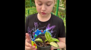 Хойи. Виды и размножение#хойя #школа#дети#экология#биология