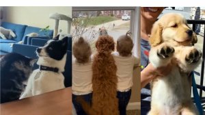 😂Смешные Кошки и Собаки🤣Обязательно Посмотрите!😁Такого Еще Не Видели!🤣