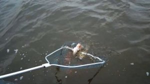 Рыбалка Судак и Щука на спиннинг с Кама Фишинг Трой Урай