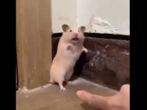 Испуг хомячка