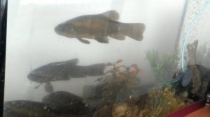 Линь в домашнем аквариуме.