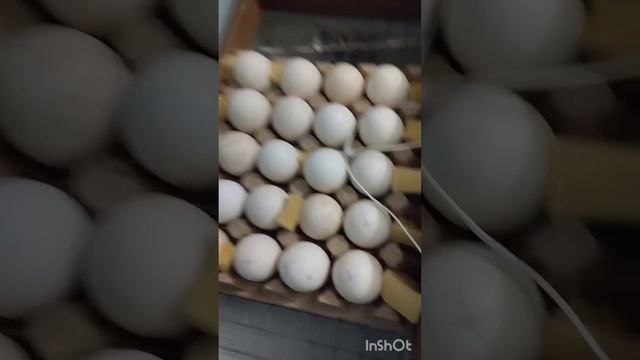 Инкубация, овоскопирование индюшиных яиц.