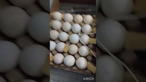 Инкубация, овоскопирование индюшиных яиц.
