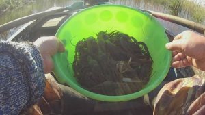 Открытие сезона Как поймать диких раков на неизвестном Вам водоеме
