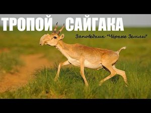 Калмыкия. Тропой сайгака.