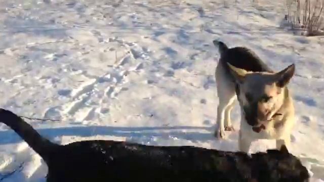 Финляндия. Восточноевропейская овчарка смотреть онлайн