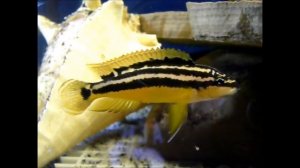 Julidochromis ornatus