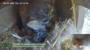 Луше и манулятки