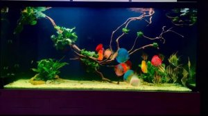 Beautiful Altum Angelfish Aquarium Tank 135