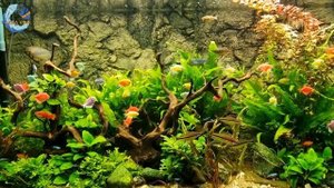 Подводный мир в вашем доме