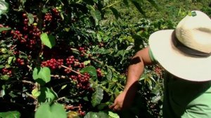 Que Tiene de Comun el Cafe y el Cacao- TvAgro por Juan Gonzalo Angel