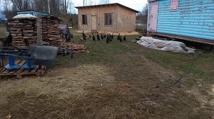 утка индийский бегунок