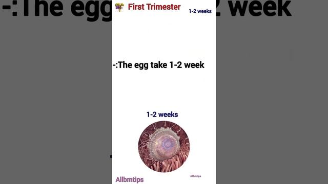 pregnancy week by week 1-2 week First Trimester #allbmtips #medicine_knowledge