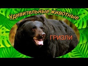 Медведь ГРИЗЛИ - Его сила и мощь. Места обитания. Чем питается.