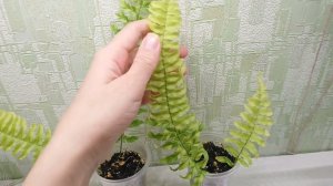 Nephrolepis exaltata variegated. Продажа.