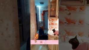 Найден большой сачок для кошек