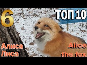 ЛИСЯО. Алиса - Лиса. Забавные моменты 6