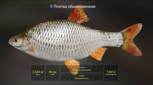 Русская Рыбалка 4, ТРОФЕЙНАЯ ПЛОТВА и Первый СИНЯК, оз. Ладожское. 26.11.2024