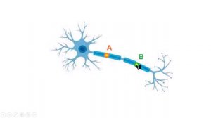 Нервные волокна:проведение возбуждения. (Задача)