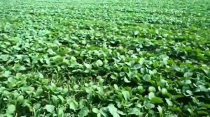 Обзор всходов рапса KWS.  Гибрид "Джаз". лето 2020. Иркутская область.