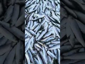 Нерест сельди на Сахалине